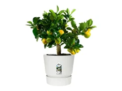 Vaso de Flores Redondo Greenville 40 Branco Exterior Ø 39 x A 36,8 cm