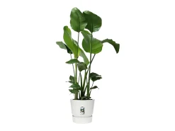 Vaso de Flores Redondo Greenville 40 Branco Exterior Ø 39 x A 36,8 cm